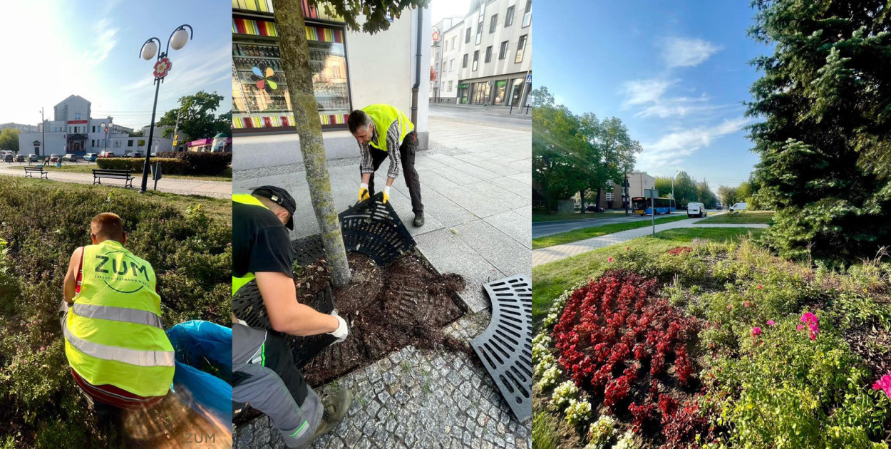 Zakład Utrzymania Miasta w Skierniewicach prowadzi prace porządkowe na skwerach, w parkach i wzdłuż ulicy Rynek, dbając o estetykę i funkcjonalność terenów zielonych.