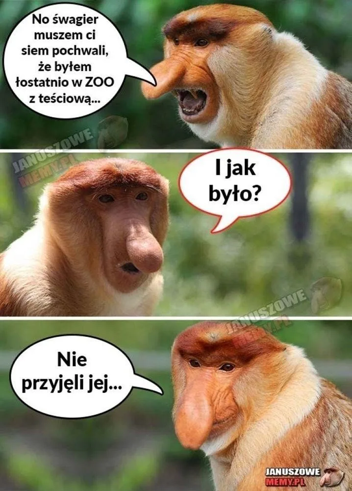 memy na dzien tesciowej 20