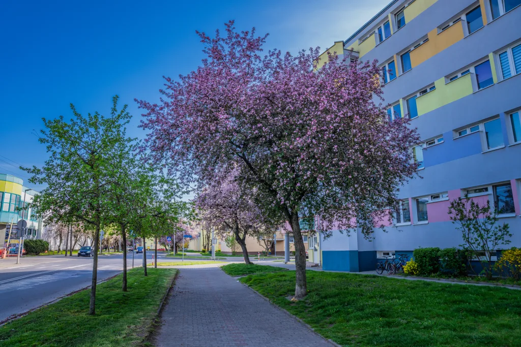 ulica pomologiczna w skierniewicach wiosna 2025 1 z 32