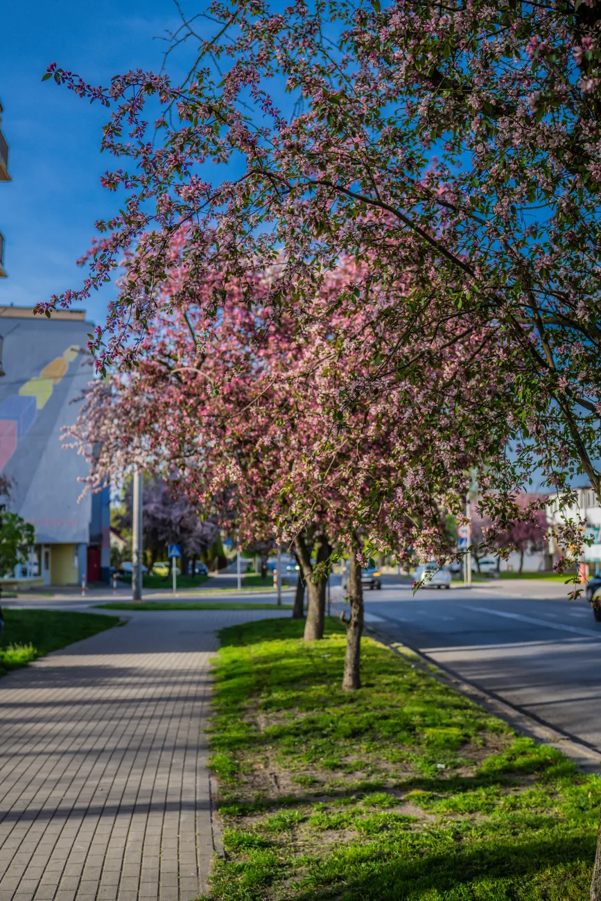 ulica pomologiczna w skierniewicach wiosna 2025 22 z 32