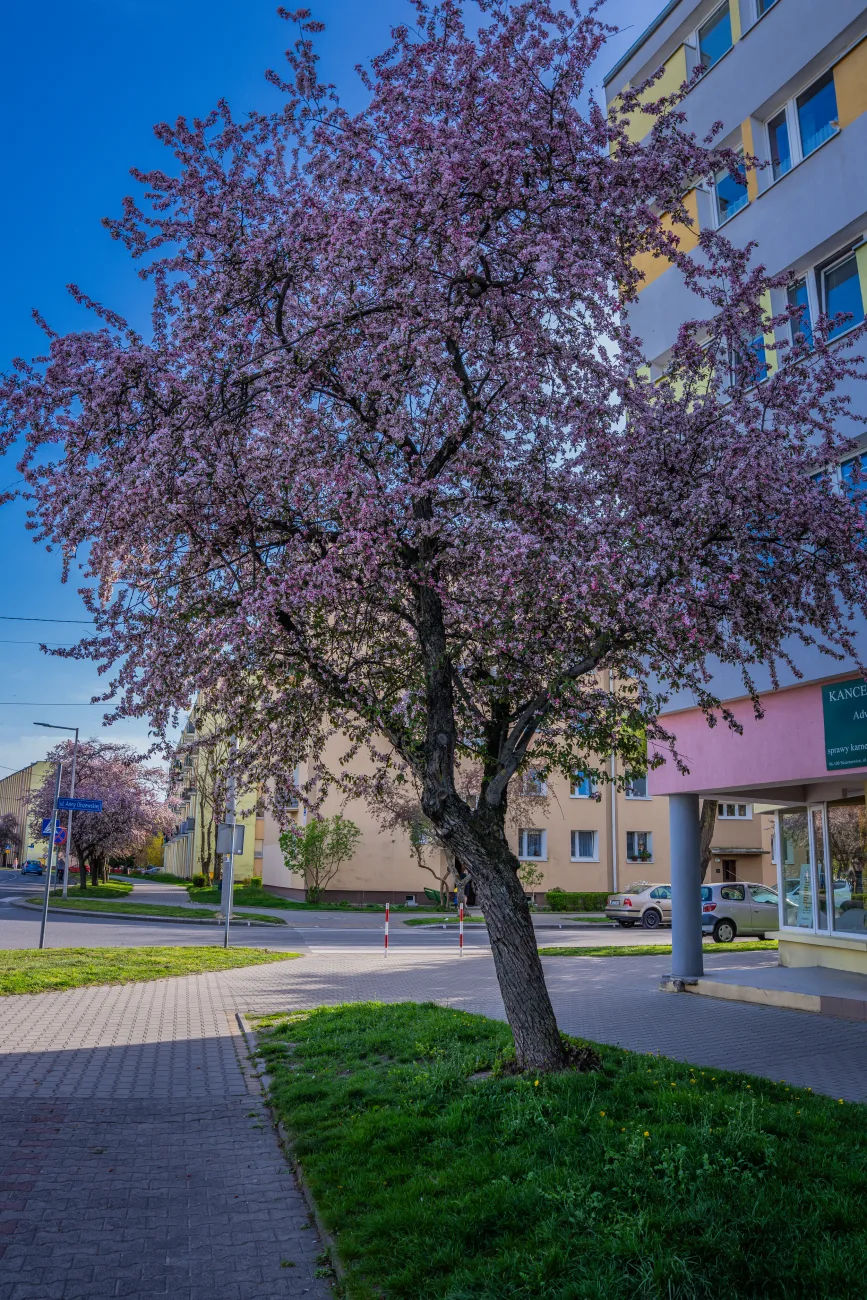 ulica pomologiczna w skierniewicach wiosna 2025 3 z 32