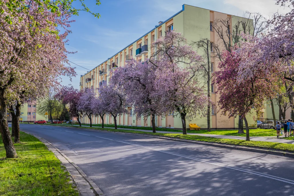 Kwitnące jabłonie na Pomologicznej. Skierniewice w pełnym rozkwicie 33 ulica pomologiczna w skierniewicach wiosna 2025 4 z 32