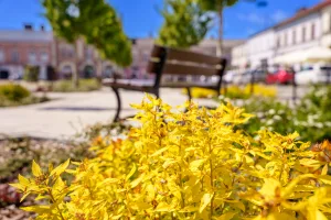rynek w skierniewicach w wiosennej odslonie zobacz zdjecia 2 z 29