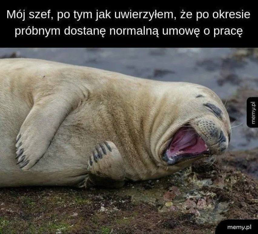 dzien szefa 2025 zobacz najlepsze memy 007