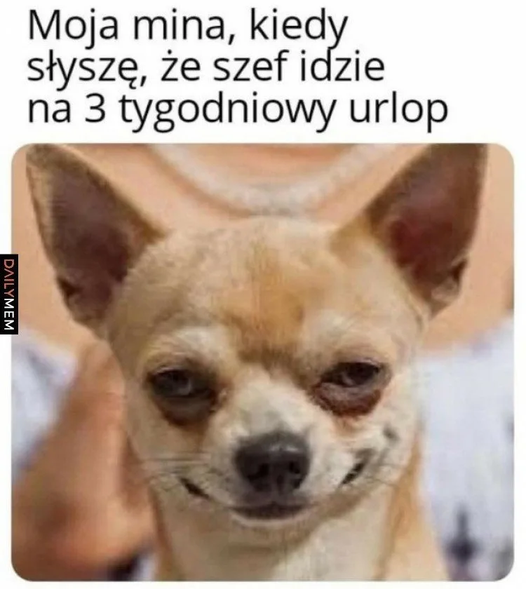 dzien szefa 2025 zobacz najlepsze memy 031