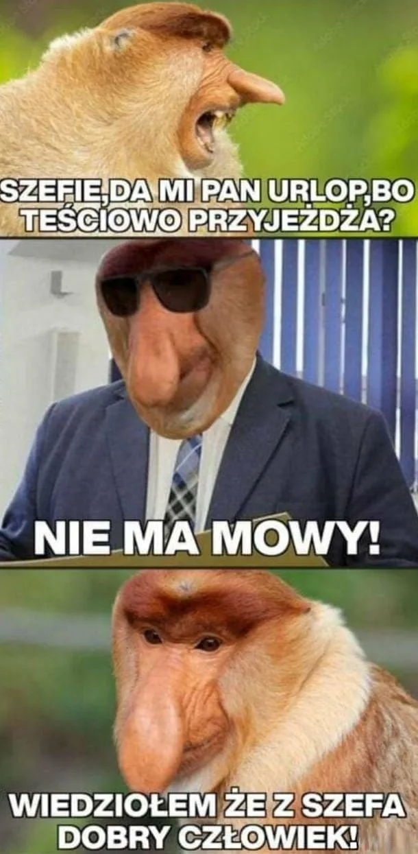 dzien szefa 2025 zobacz najlepsze memy 043