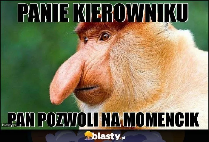Dzień Szefa 2025: Zobacz najlepsze MEMY o tych, którzy trzymają ster w firmie! 38 dzien szefa 2025 zobacz najlepsze memy 044