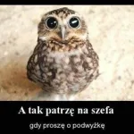 dzien szefa 2025 zobacz najlepsze memy 047