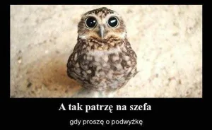 dzien szefa 2025 zobacz najlepsze memy 047