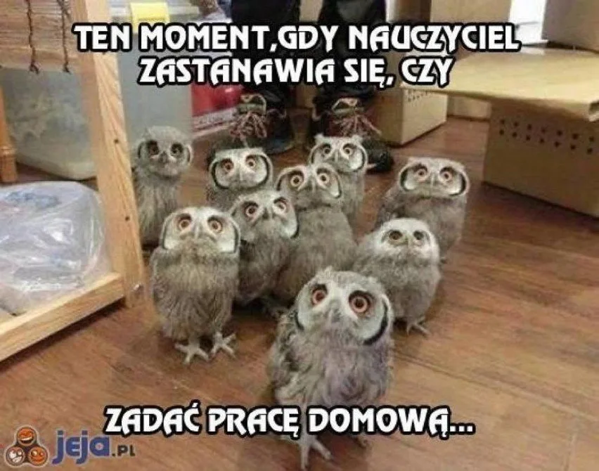 memy na dzien nauczyciela 023