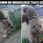 miedzynarodowy dzien jeza kiedy obejrzyj najlepsze memy 002