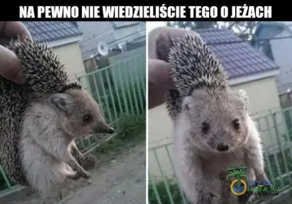 Międzynarodowy Dzień Jeża: kiedy? Obejrzyj najlepsze memy 33 miedzynarodowy dzien jeza kiedy obejrzyj najlepsze memy 002