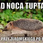 miedzynarodowy dzien jeza kiedy obejrzyj najlepsze memy 004