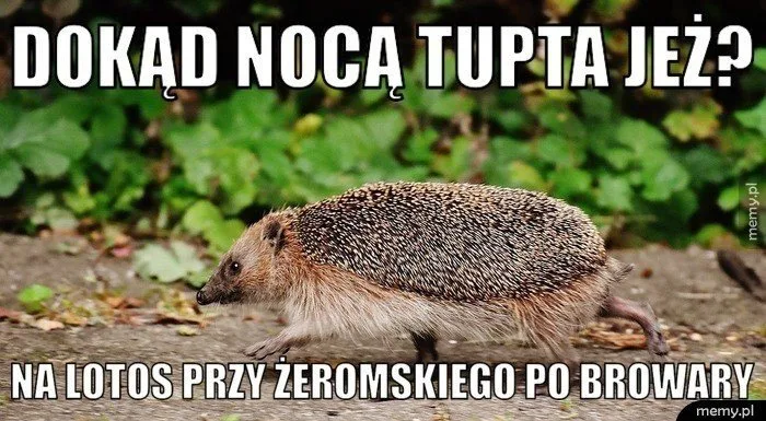 Międzynarodowy Dzień Jeża: kiedy? Obejrzyj najlepsze memy 33 miedzynarodowy dzien jeza kiedy obejrzyj najlepsze memy 004