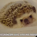 miedzynarodowy dzien jeza kiedy obejrzyj najlepsze memy 005