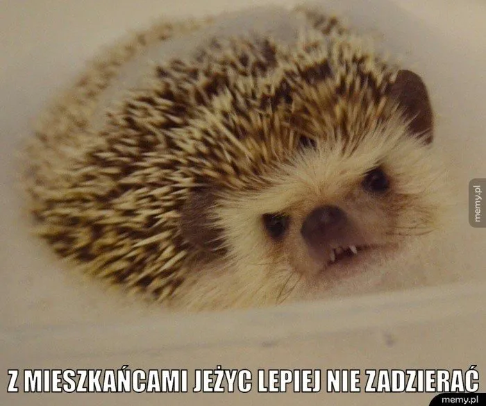 miedzynarodowy dzien jeza kiedy obejrzyj najlepsze memy 005