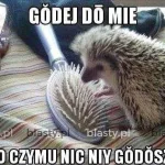 miedzynarodowy dzien jeza kiedy obejrzyj najlepsze memy 006