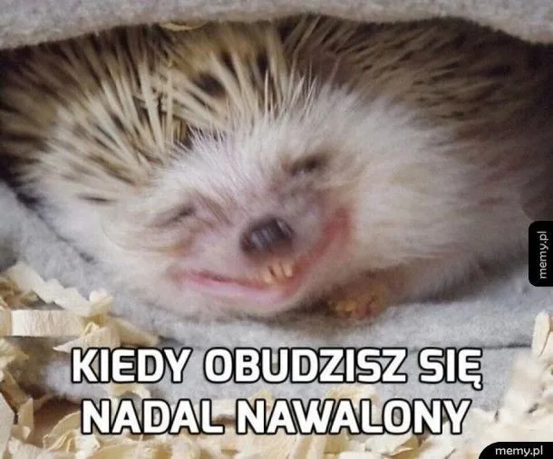 miedzynarodowy dzien jeza kiedy obejrzyj najlepsze memy 009
