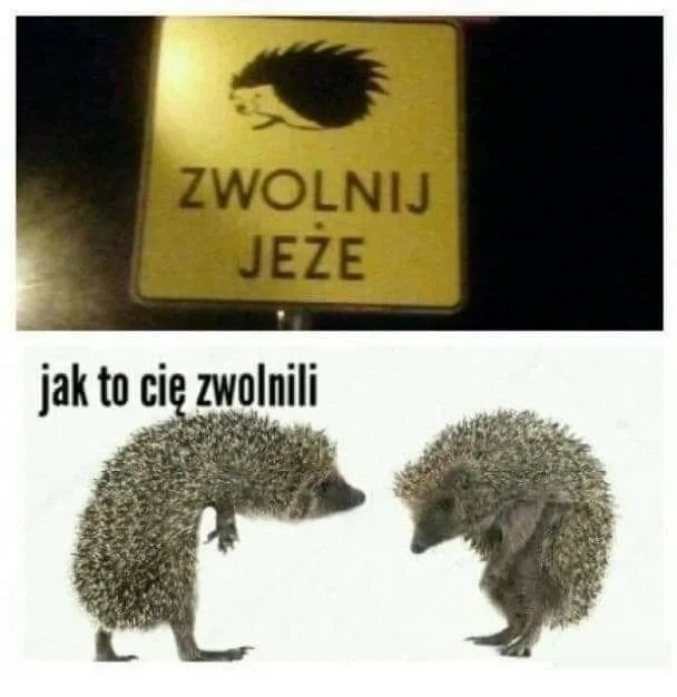 Międzynarodowy Dzień Jeża: kiedy? Obejrzyj najlepsze memy 38 miedzynarodowy dzien jeza kiedy obejrzyj najlepsze memy 010
