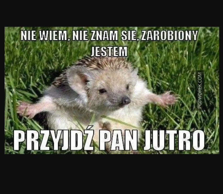 miedzynarodowy dzien jeza kiedy obejrzyj najlepsze memy 011