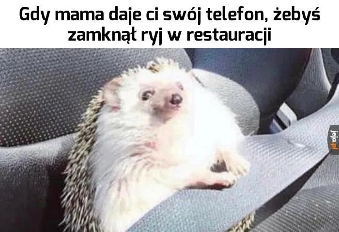 miedzynarodowy dzien jeza kiedy obejrzyj najlepsze memy 013