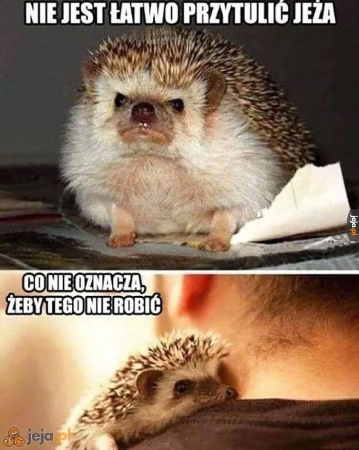 miedzynarodowy dzien jeza kiedy obejrzyj najlepsze memy 014