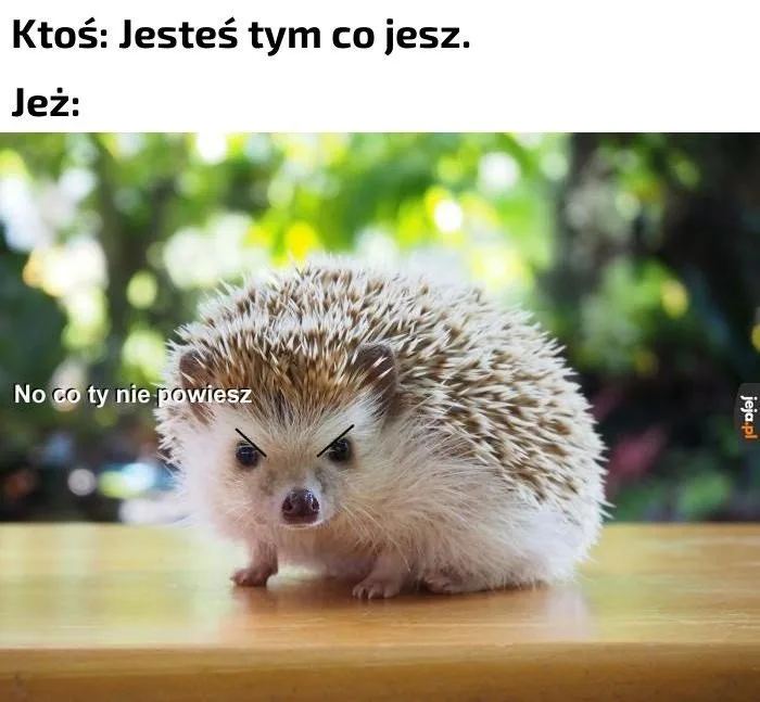 Międzynarodowy Dzień Jeża: kiedy? Obejrzyj najlepsze memy 38 miedzynarodowy dzien jeza kiedy obejrzyj najlepsze memy 016