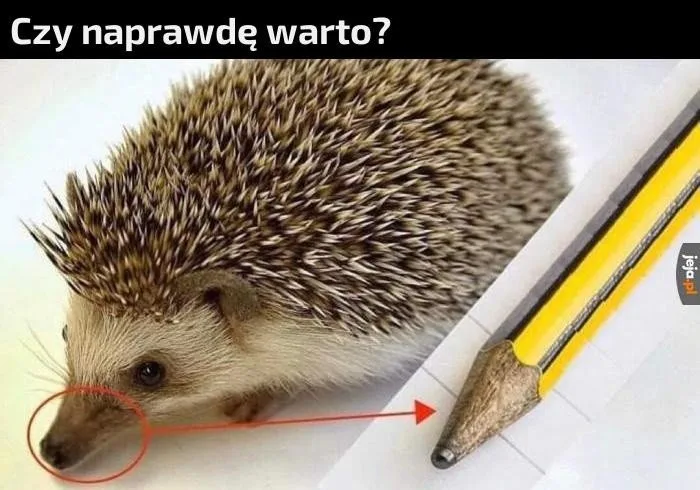 miedzynarodowy dzien jeza kiedy obejrzyj najlepsze memy 017