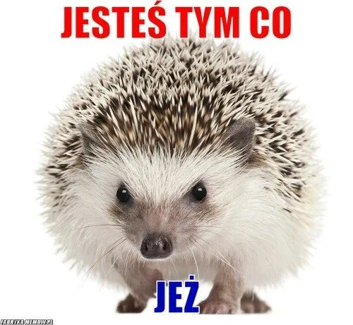 miedzynarodowy dzien jeza kiedy obejrzyj najlepsze memy 019