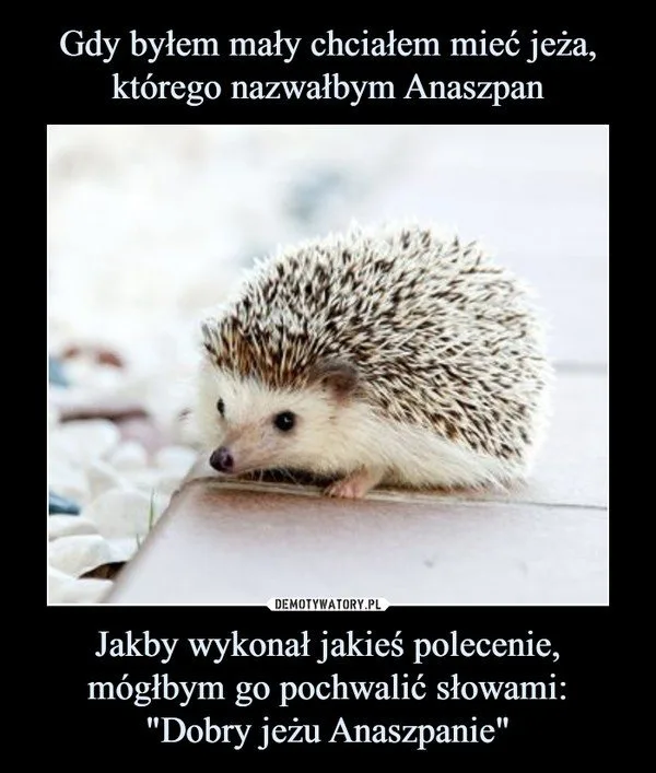 miedzynarodowy dzien jeza kiedy obejrzyj najlepsze memy 020