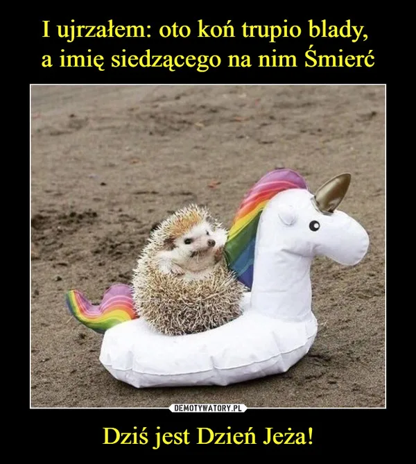 miedzynarodowy dzien jeza kiedy obejrzyj najlepsze memy 022
