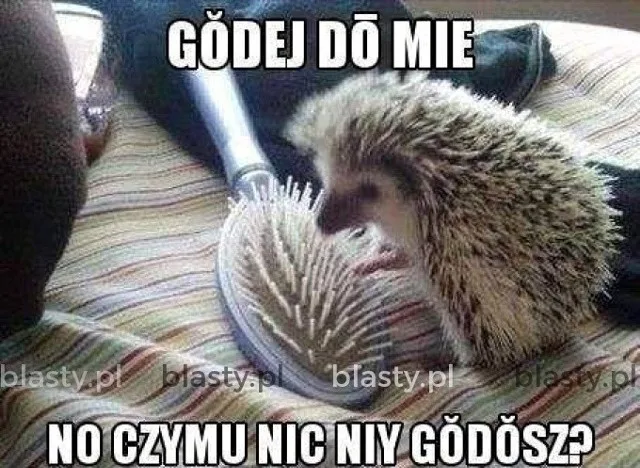 miedzynarodowy dzien jeza kiedy obejrzyj najlepsze memy 023