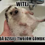 miedzynarodowy dzien jeza kiedy obejrzyj najlepsze memy 024