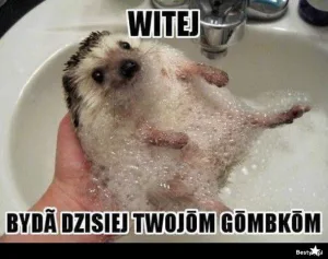 miedzynarodowy dzien jeza kiedy obejrzyj najlepsze memy 024