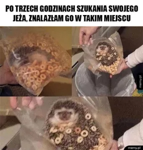 miedzynarodowy dzien jeza kiedy obejrzyj najlepsze memy 025