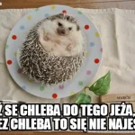 miedzynarodowy dzien jeza kiedy obejrzyj najlepsze memy 026