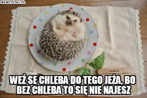 miedzynarodowy dzien jeza kiedy obejrzyj najlepsze memy 026