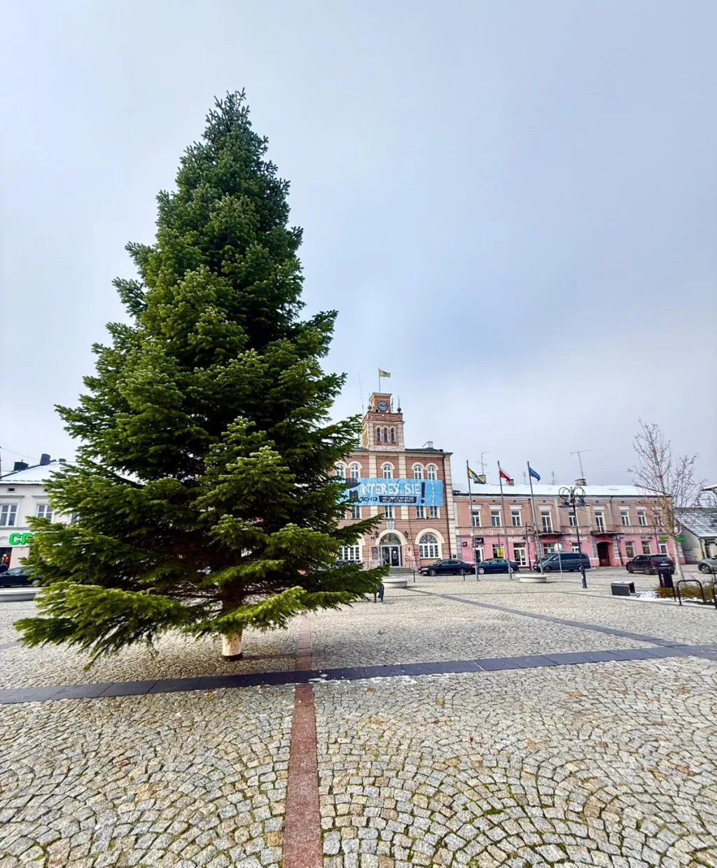 Niecodzienna akcja ZUM. Skierniewice pozyskują świąteczne choinki od mieszkańców 6 2025 11 28 13 51 51