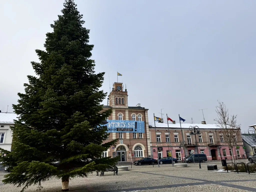 Niecodzienna akcja ZUM. Skierniewice pozyskują świąteczne choinki od mieszkańców 6 2025 11 28 13 51 51 8
